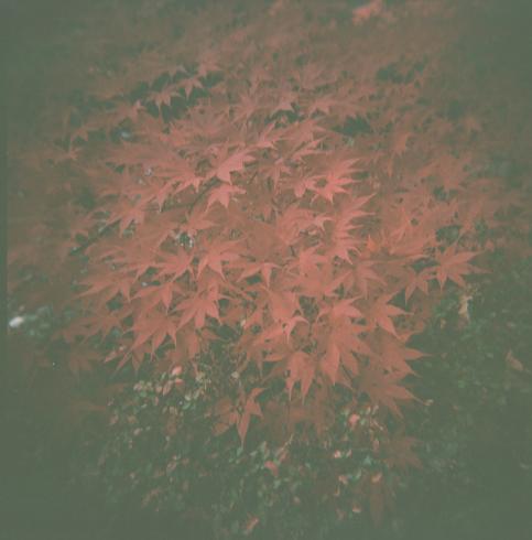 Image of a pile of red leaves 